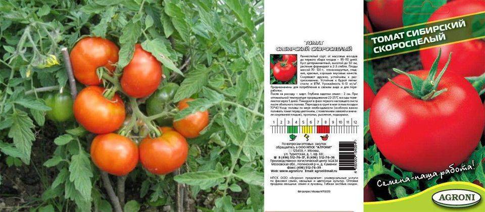 Каспар томат отзывы. томат каспар: основная характеристика и описание сорта