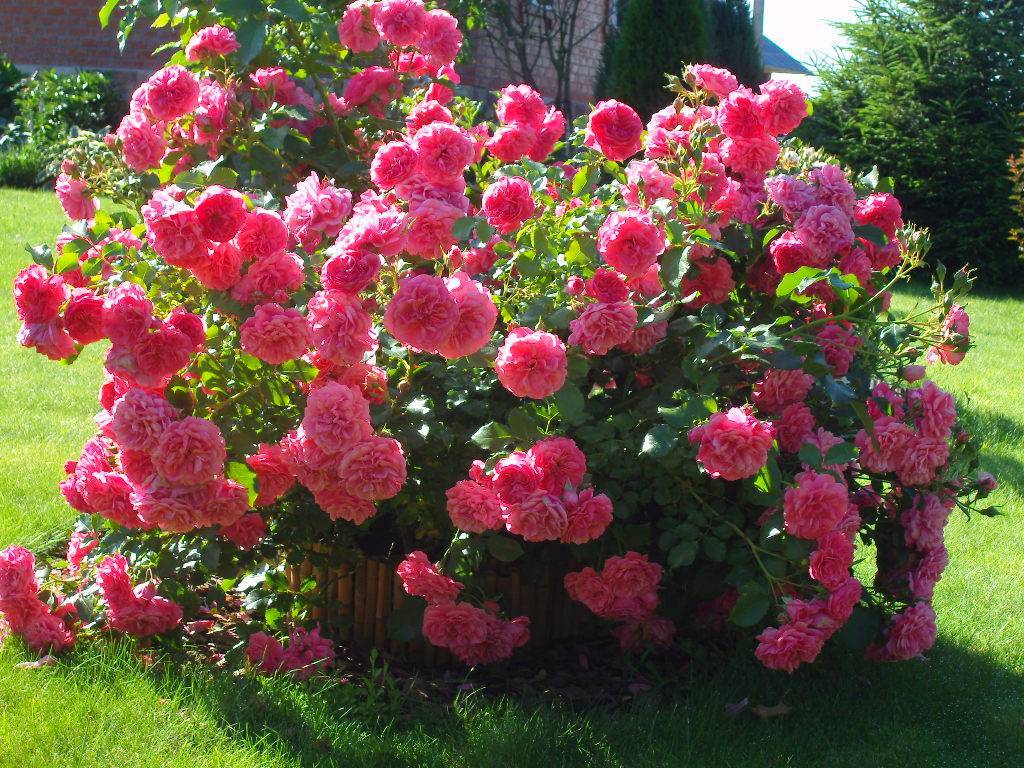 Роза плетистая розариум ютерсен: фото и описание сорта, отзывы
