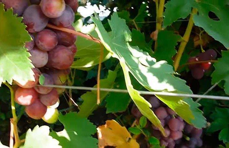 Подарок несветая — сорт винограда