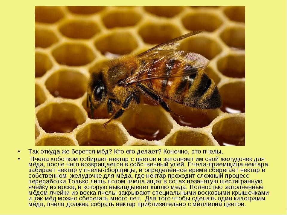 Как и зачем пчелы делают мед: краткая информация для детей. как и зачем пчелы приносят мед в улей? пчелиная семья: состав