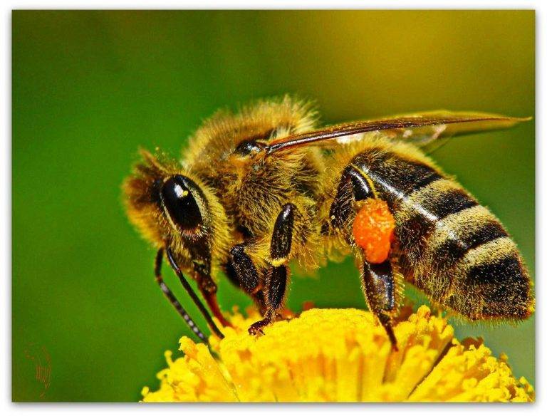 Среднерусская порода пчел: характеристика, отзывы