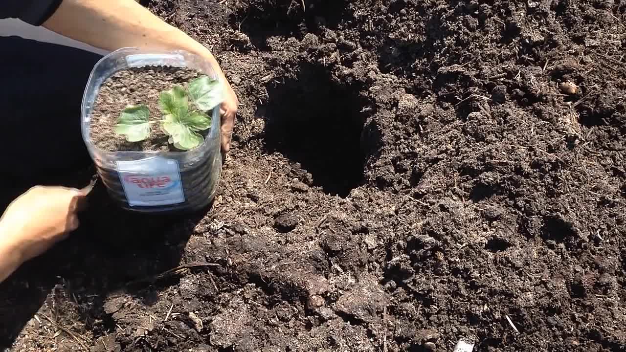Рассада арбуза: когда и как правильно сажать семена, ухаживать