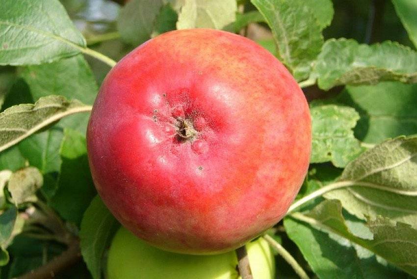 Яблоня мантет: описание и характеристики, тонкости выращивания и ухода