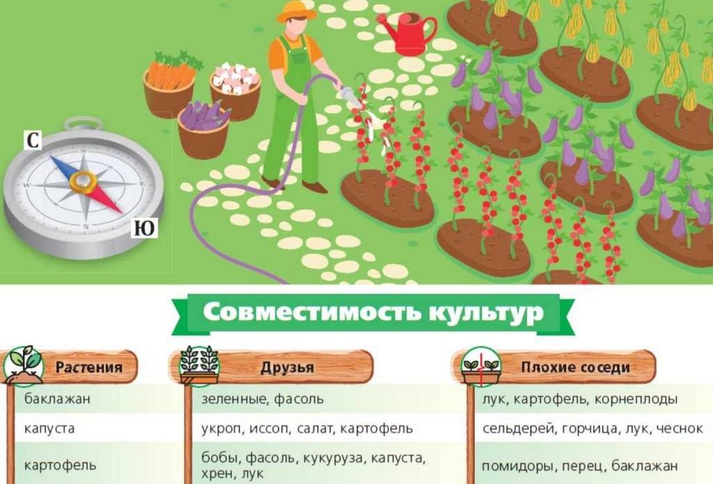 Схема на огороде что с чем сажать на