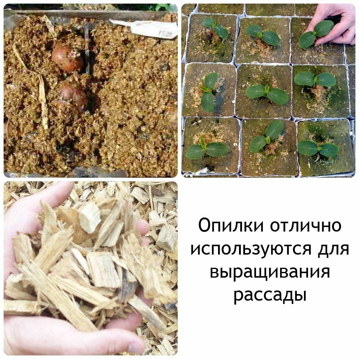 Как ухаживать за огурцами в открытом грунте