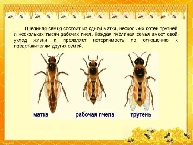 Пчелиная матка - королева пчел, которая иначе выглядит и обеспечивает продолжение рода, иначе ее могут убить – med-pochtoi.ru