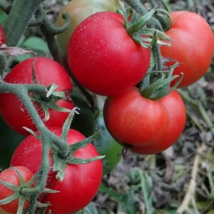 Томат грунтовый грибовский 1180: отзывы тех кто сажал помидоры об их урожайности, фото куста, описание сорта и его характеристики
