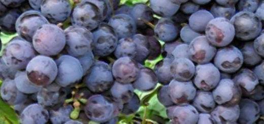 Описание сорта винограда илья муромец: уход, размножение, урожайность