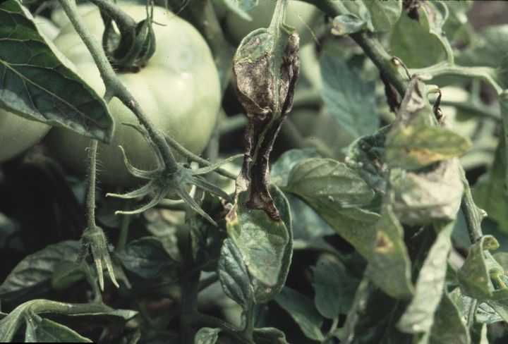 Альтернариоз томатов фото описание и лечение, как бороться с бурой пятнистостью на помидорах