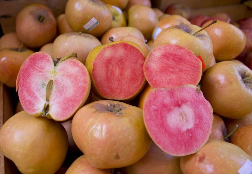 Описание сорта яблони розовый жемчуг: фото яблок, важные характеристики, урожайность с дерева