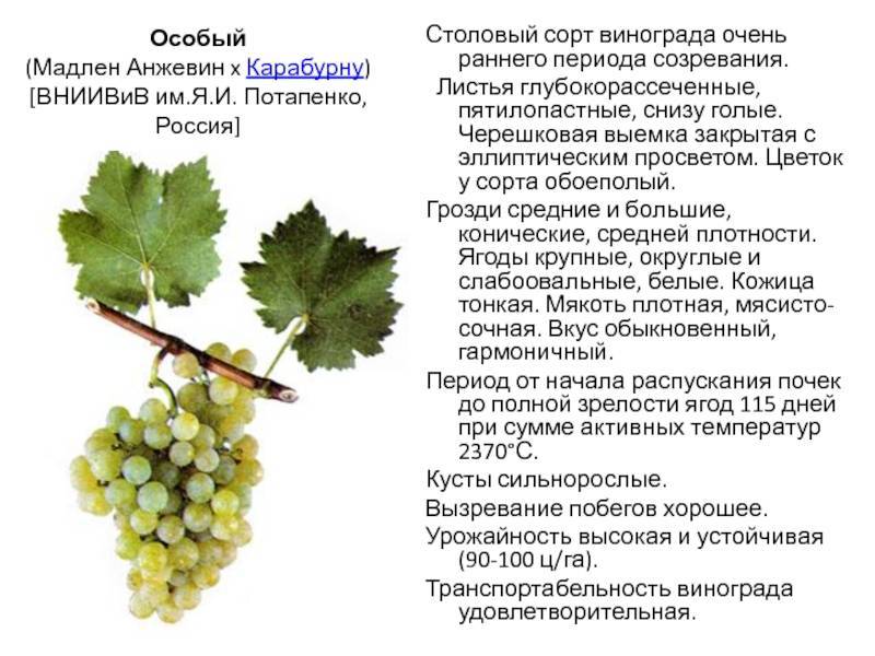 Описание сорта винограда преображение и характеристика сроков созревания