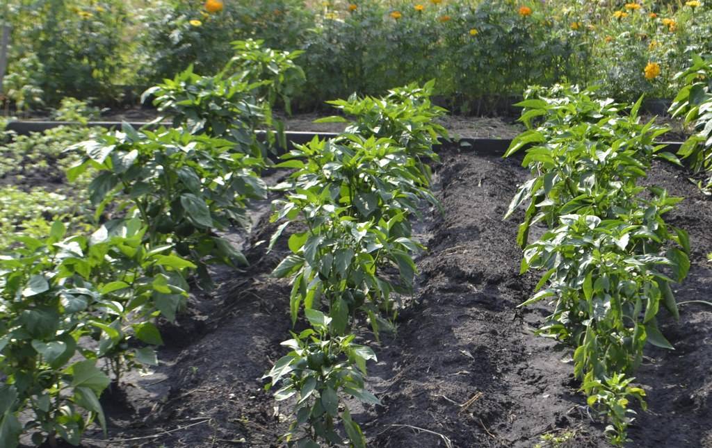 Как выращивать перец в теплице: советы опытных садоводов