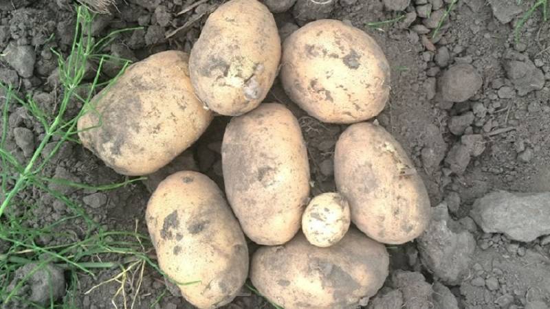 Белорусский сорт картофеля «вектор»: характеристика, описание, урожайность, отзывы и фото