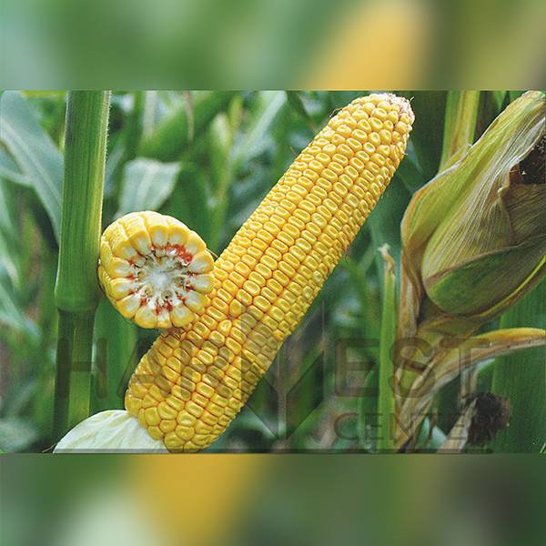 Лучшие сорта кукурузы: характеристика и особенности