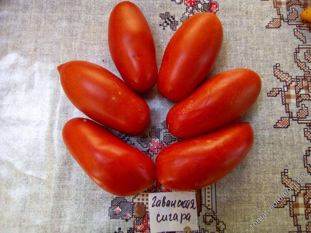 Томат гаванская сигара — описание и характеристика сорта