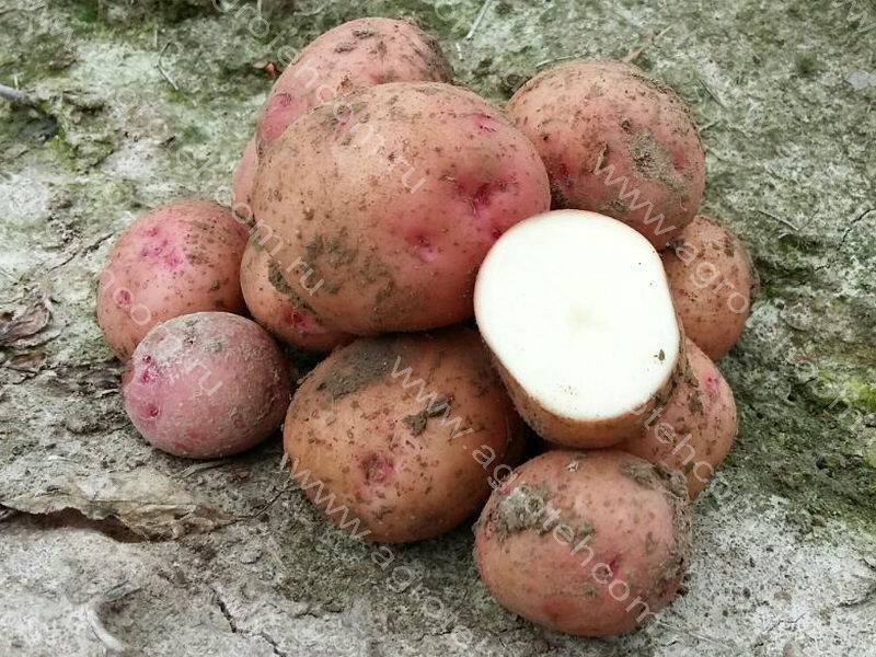 Картофель снегирь: описание и характеристика сорта, вкусовые качества, выращивание и уход, фото