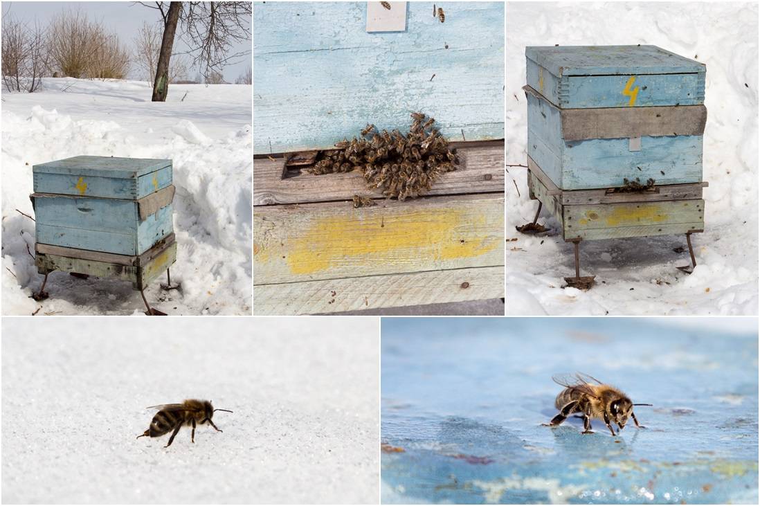 Как проводят зиму пчелы: как подкармливать и обеспечивать уход