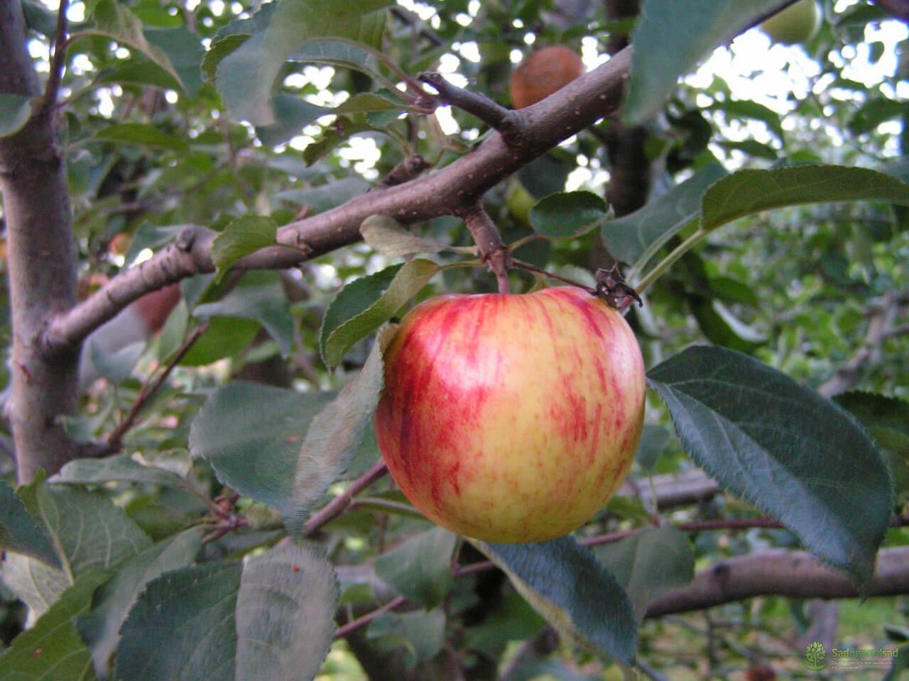 Сорт яблок орлинка описание, фото, отзывы