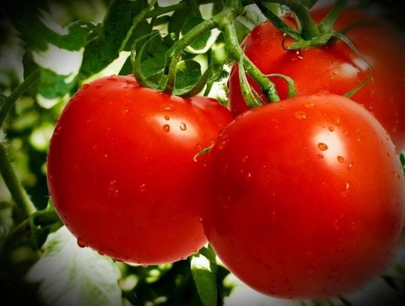 Лучшие сорта томатов для теплиц - фото, названия и описания (каталог)