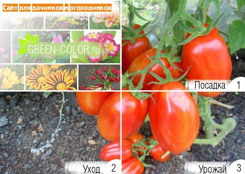 Томат "новичок": характеристика и описание сорта, выращивание вкусных помидор и фото русский фермер