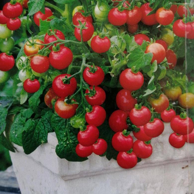 Томат балконное чудо: отзывы, фото, урожайность, описание и выращивание сорта