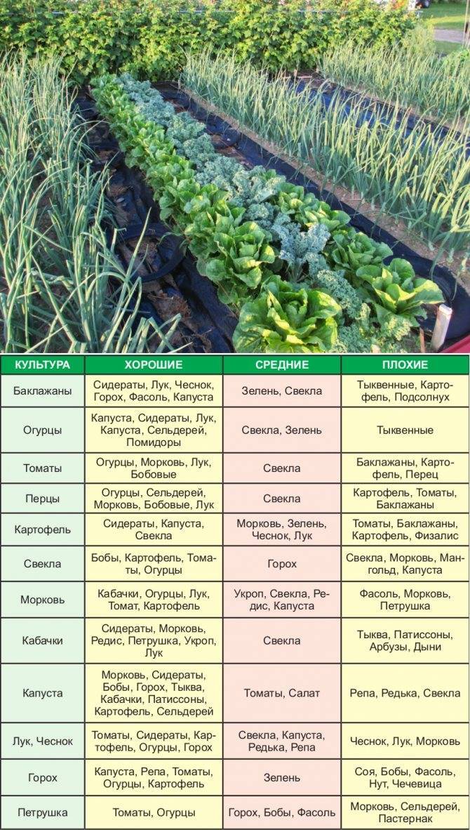 Совместимость растений на огороде: таблица. что с чем сажать :: syl.ru