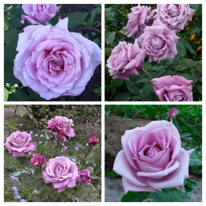 Сорта белых роз: лучшие сорта с описанием и фото