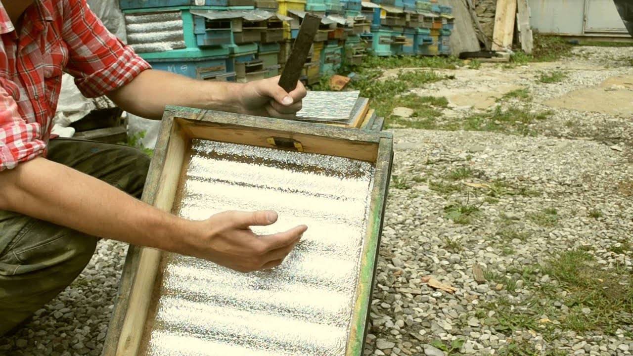 Пчеловодство для начинающих, как ухаживать за пчелами - практические советы начинающему пчеловоду