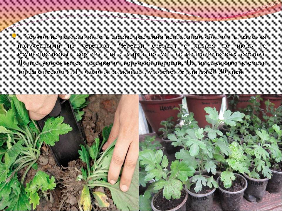 Сроки и способы размножения хризантем в домашних условиях, их выращивание