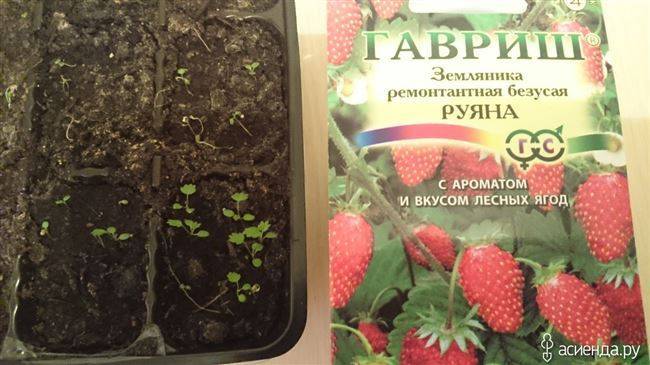 Земляника безусая — чем хороша?