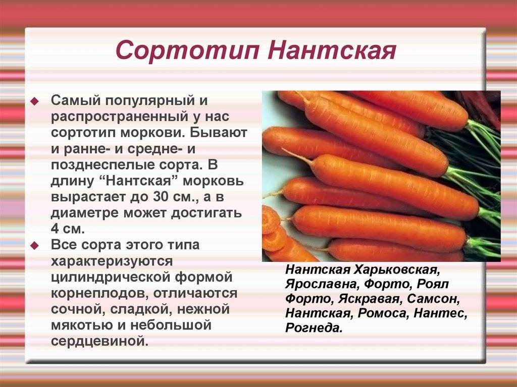 Обзор фиолетовой моркови и правил её выращивания: характеристики, свойства, методы