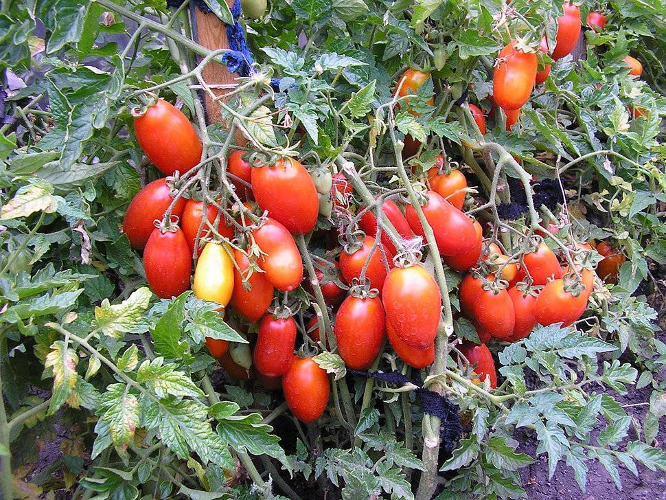 ✅ томат серебристая ель отзывы фото - питомник46.рф