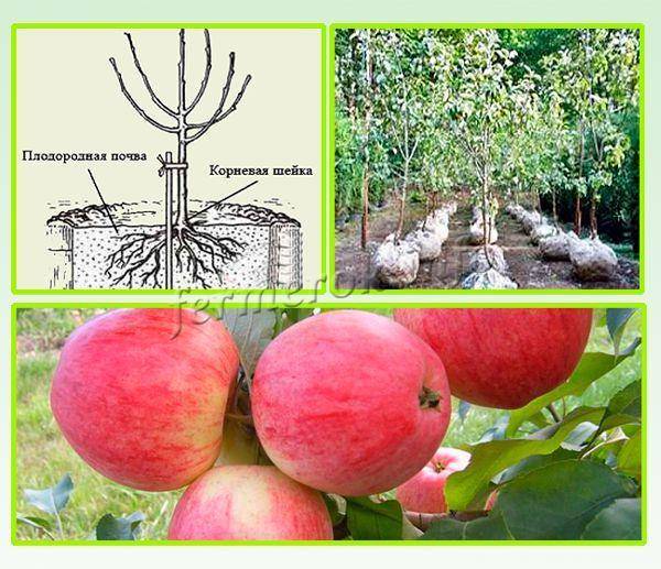 Описание сорта яблони медуница зимняя и летняя: характеристика дерева с фото и видео