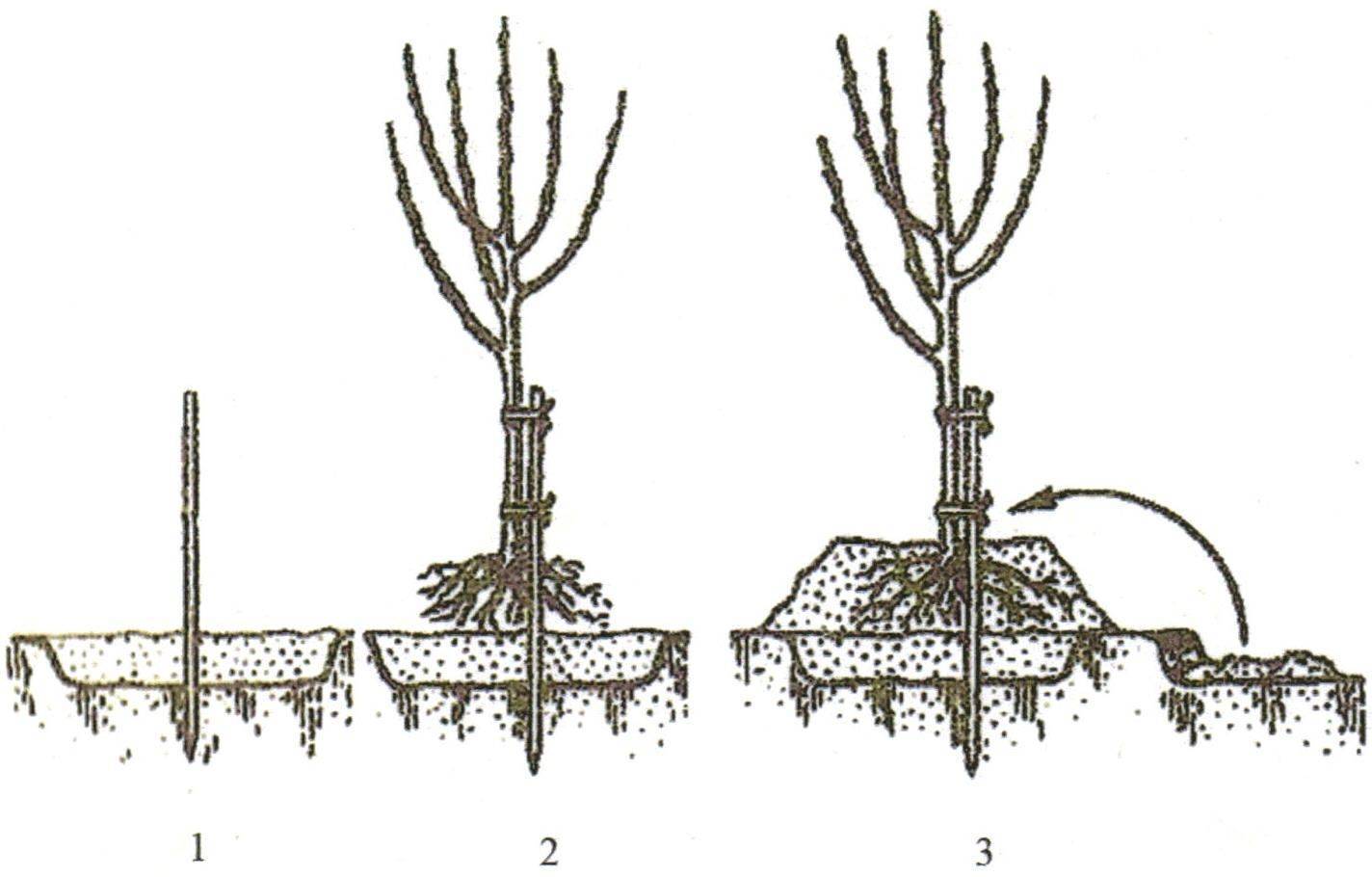 Абрикос северный триумф: описание самоопыляемого сорта, правила и особенности выращивания