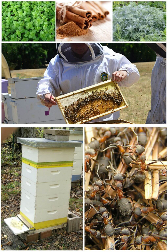 Пчелиное воровство: что делать, когда уже началось и как предотвратить