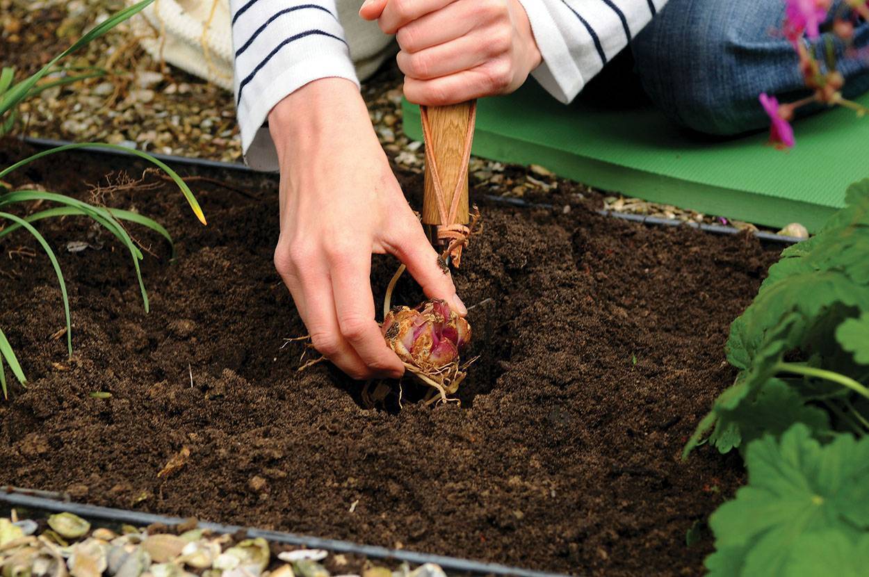 О каладиуме и особенностях его выращивания в условиях домашнего сада - советы и   рекомендации