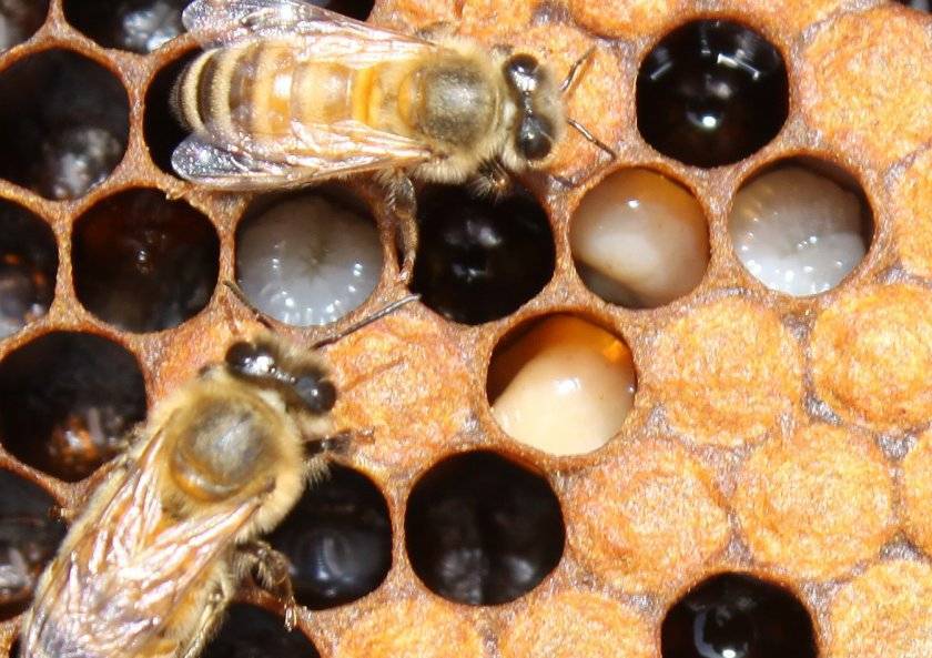 Пчелиный расплод: развитие пчел, болезни, лечение