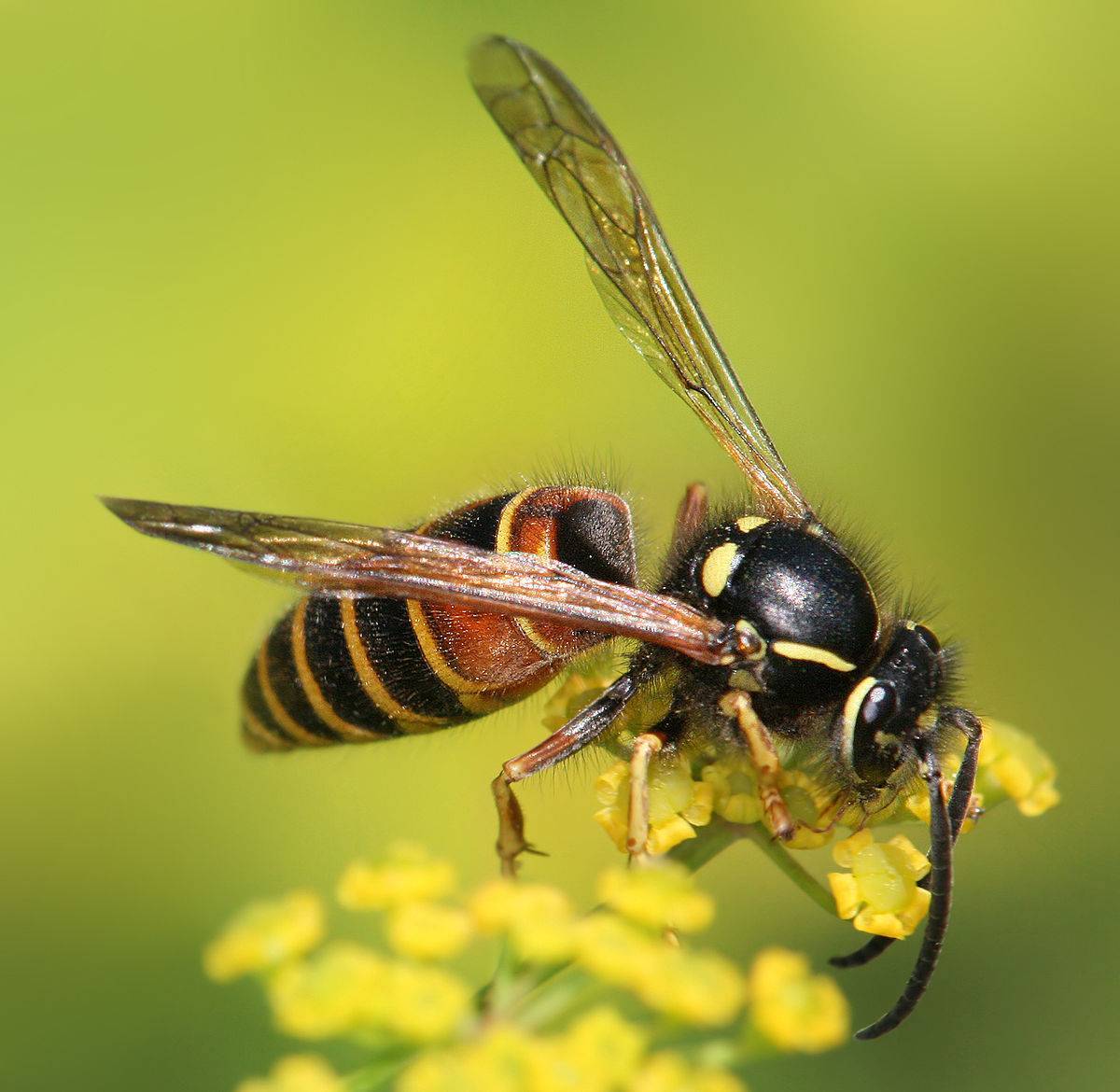 Жало осы и пчелы: кто оставляет его после укуса