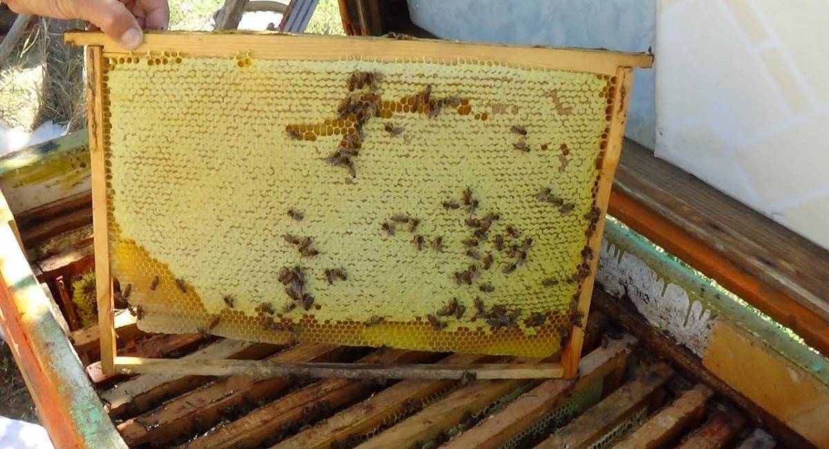 Сколько рамок с медом оставлять пчелам на зиму