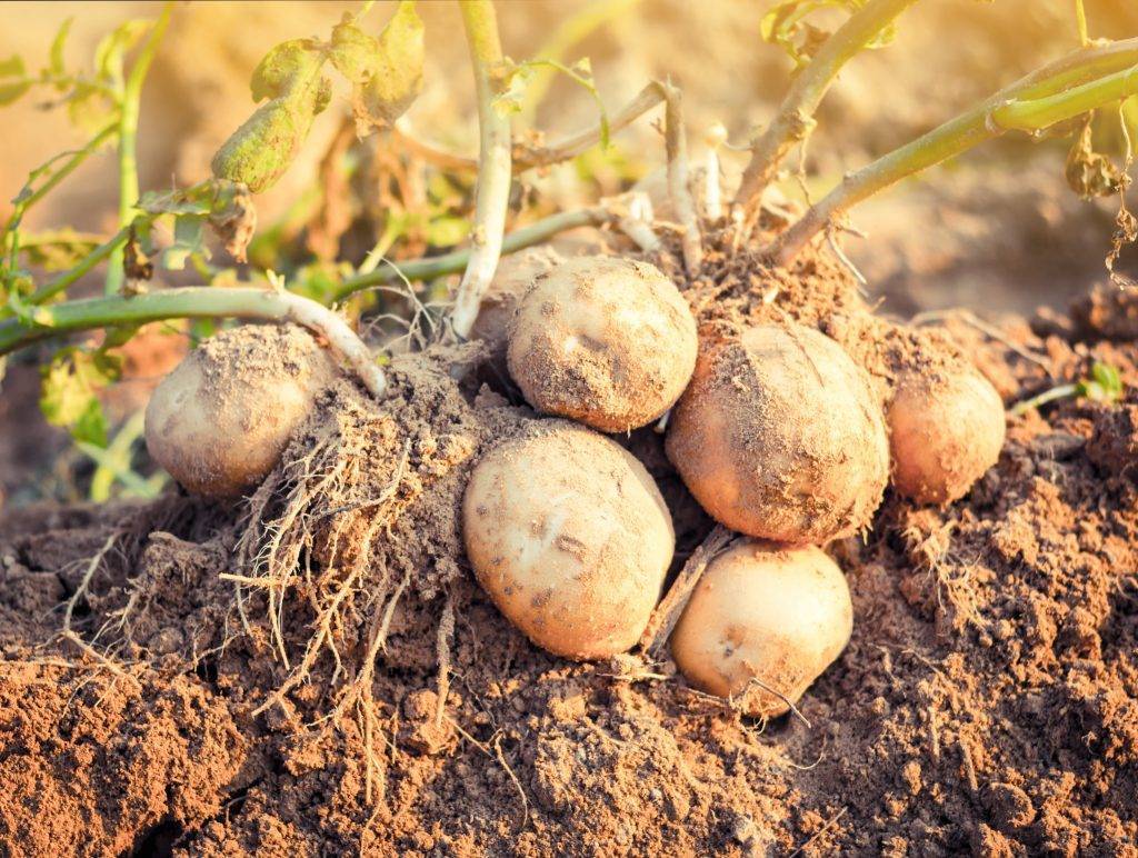 Уход за картофелем после всходов: как получить хороший урожай, полезные советы