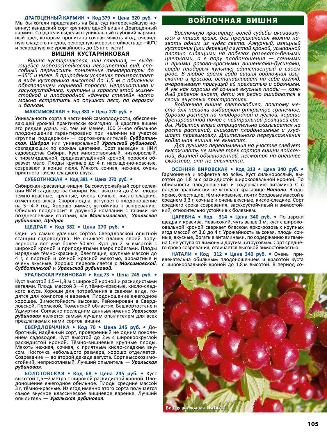 ✅ о вишне кармин джуэл: описание и характеристики сорта, уход и выращивание