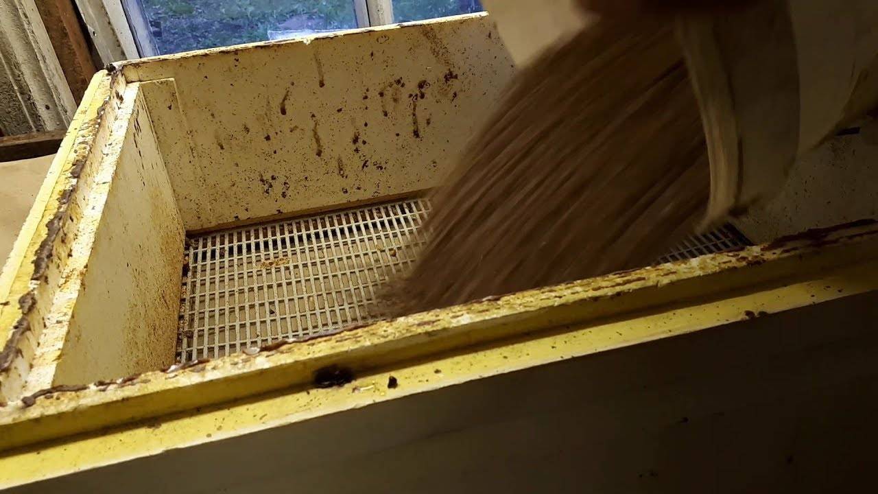 Как хранить пчелиную пыльцу в домашних условиях