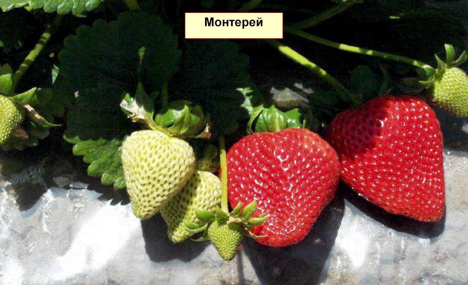 Клубника монтерей: описание ремонтантного сорта, видео отзыв садовода о выращивании с фото