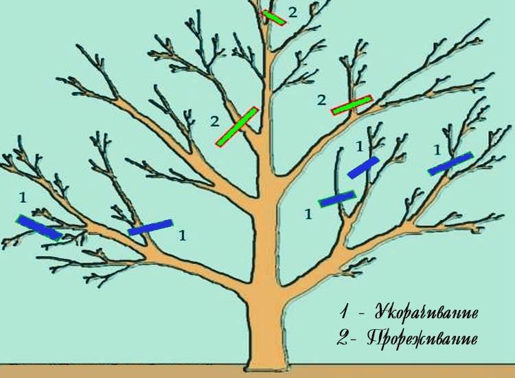 Обрезка плодовых деревьев: главные правила для начинающих