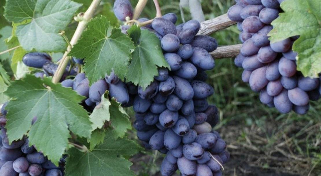 Описание сорта винограда байконур, характеристика и фото