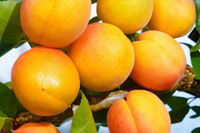 Правила посадки и ухода за сортом абрикоса погремок