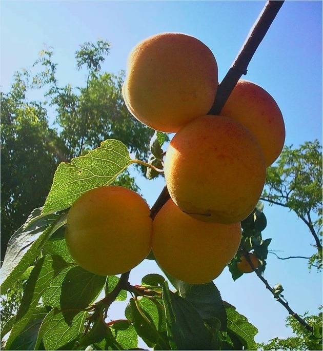 15 лучших сорта абрикоса для подмосковья - самые сладкие, вкусные, урожайные, морозоустойчивые, ранние, позднеспелые, самоплодные