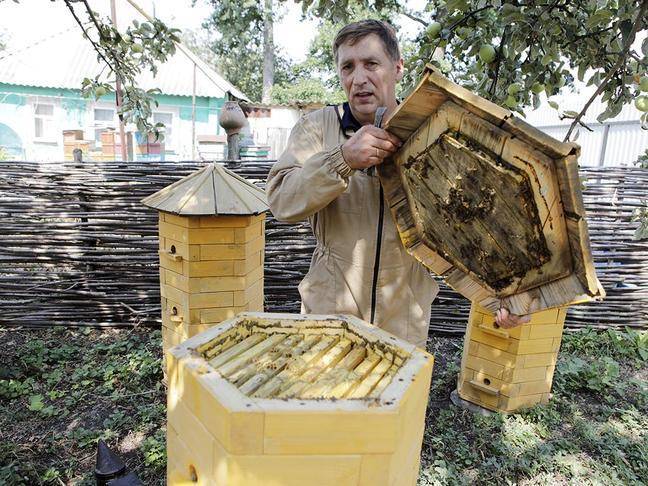 Особенности ведения и актуальность бортевого пчеловодства