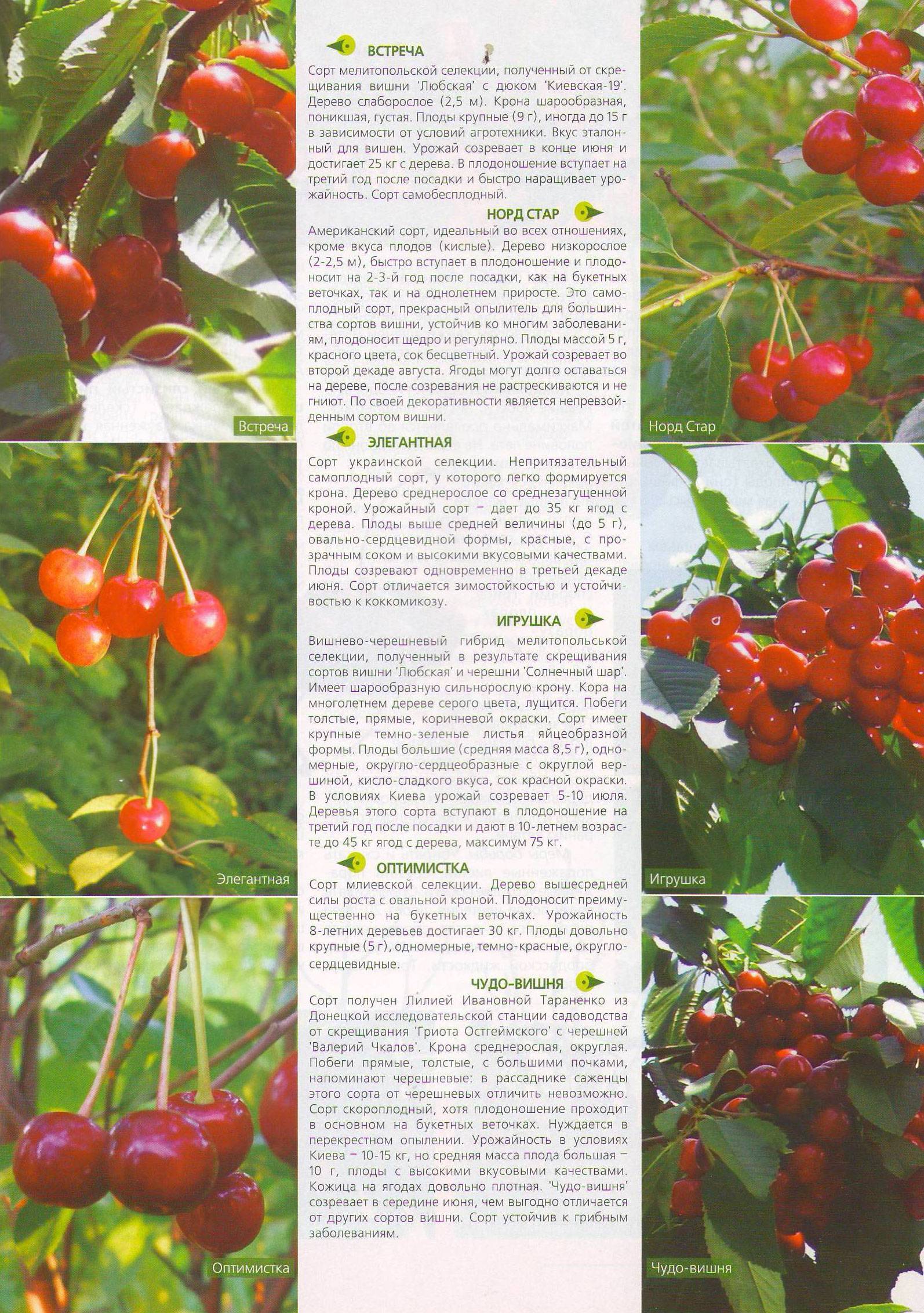 Вишня (65 фото): описание, сорта, посадка вишни, уход, особенности выращивания, как правильно посадить, способы размножения, болезни и вредители