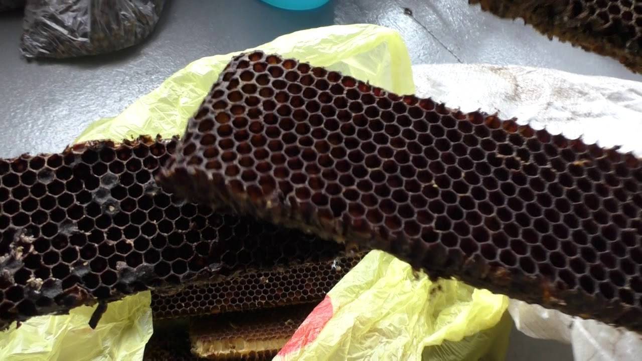 Перга пчелиная - полезные свойства и как принимать
